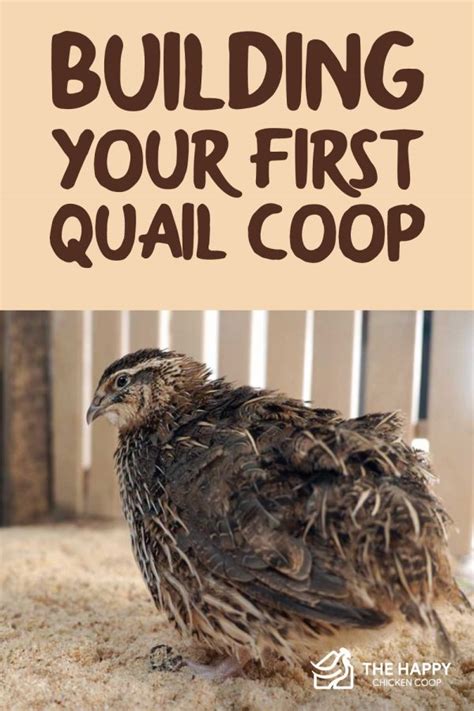 best quail coop design|What to Consider When Building Your First Quail Coop